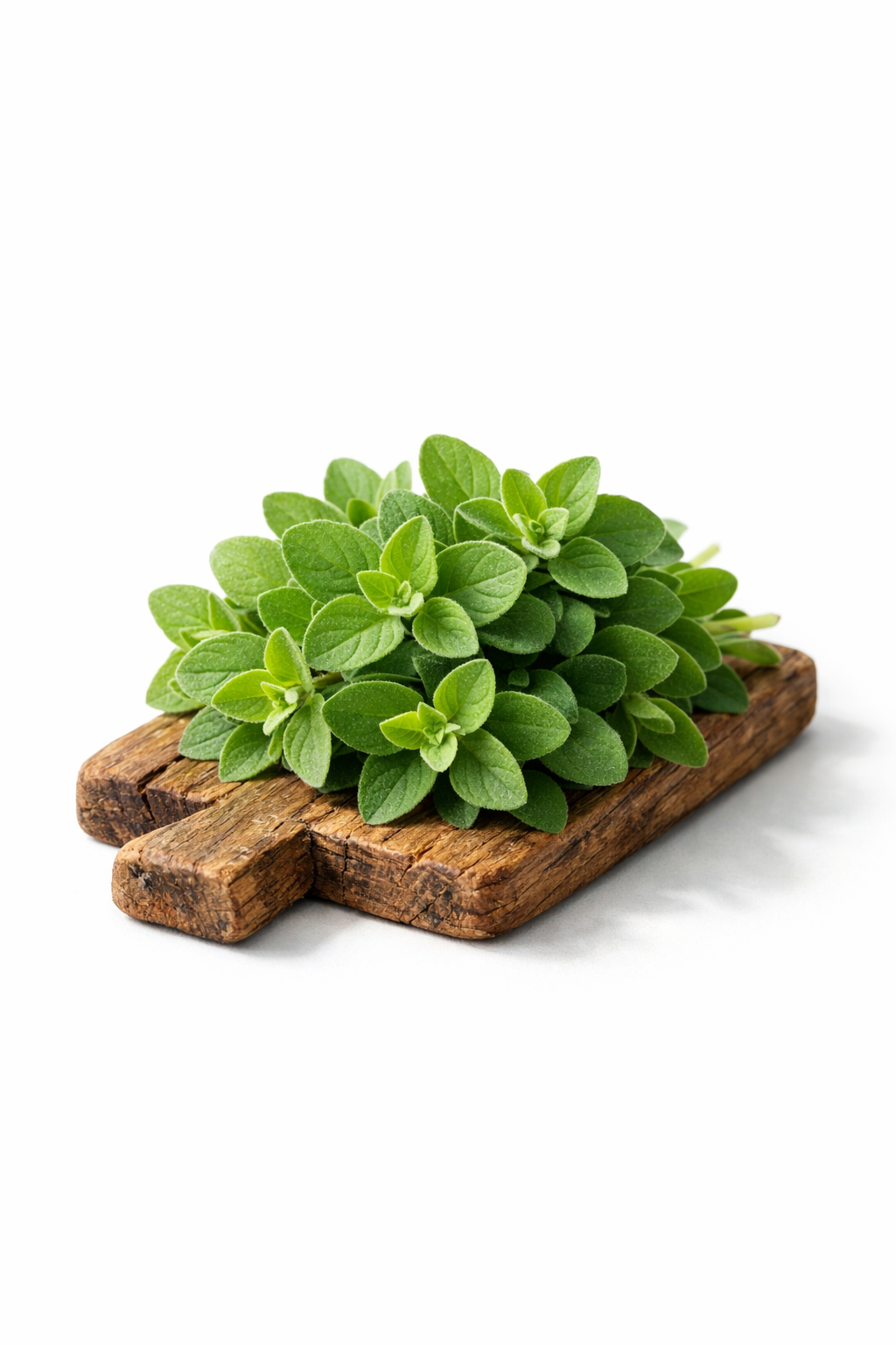 Oregano